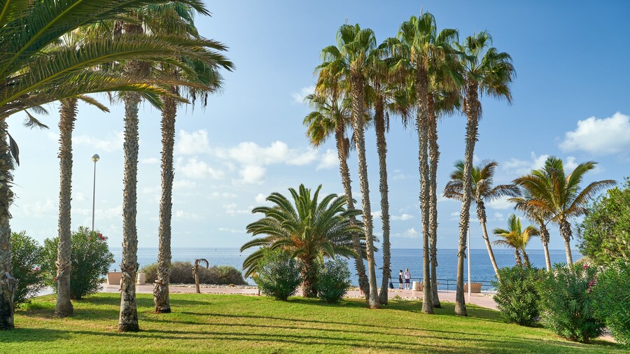 Palm trees in from of the sea. Park in La Caleta, Costa Adeje, Tenerife.