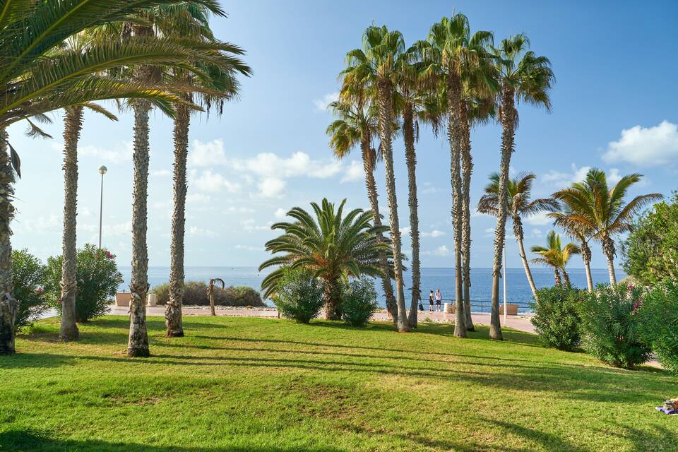 Una zona verda amb palmeres altes i vista a l'oceà.