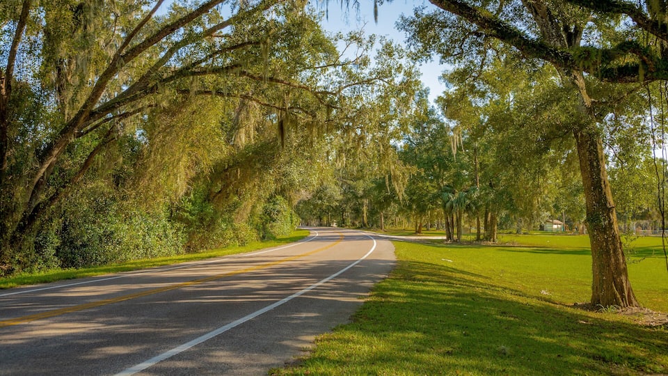 A curving road lined with trees and grass.