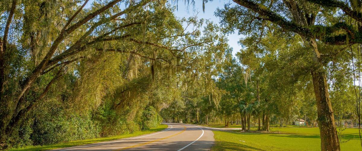 A curving road lined with trees and grass.