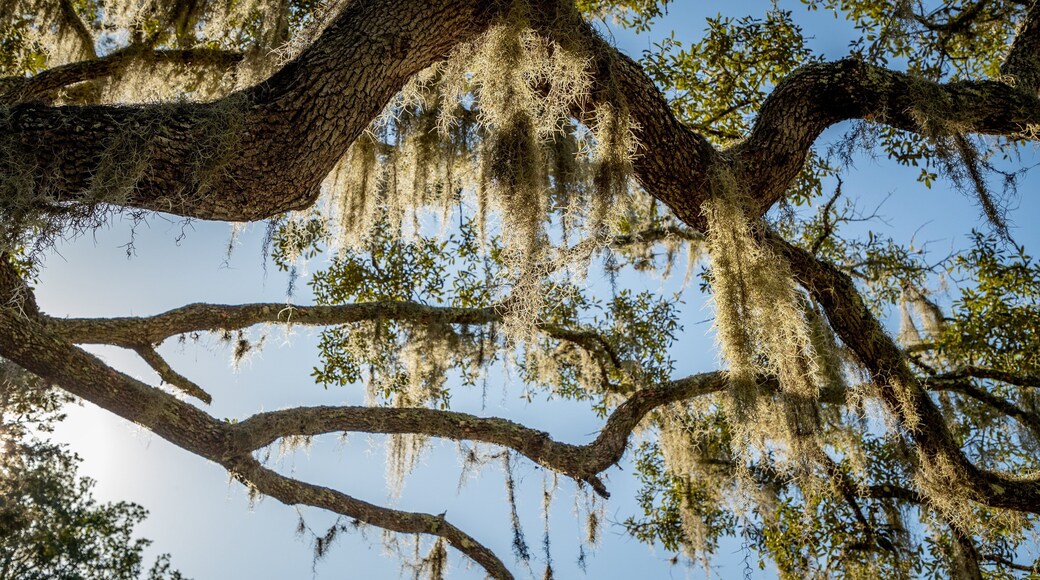 San Mateo which includes a garden