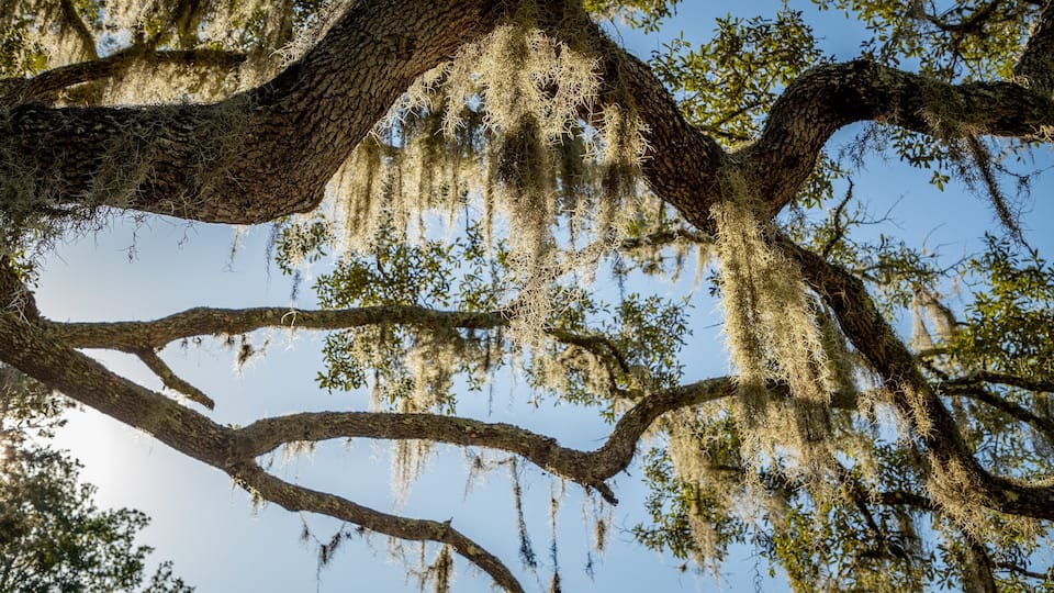A large tree with sprawling branches and Spanish moss hanging from its limbs.