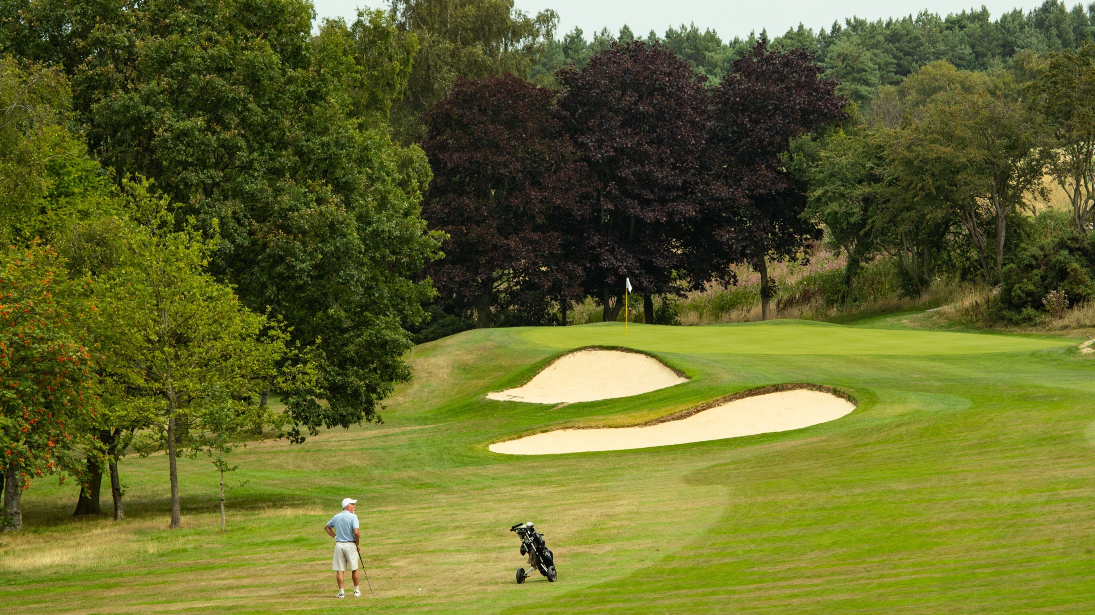 A golf course with sand bunkers, a golfer, and trees.