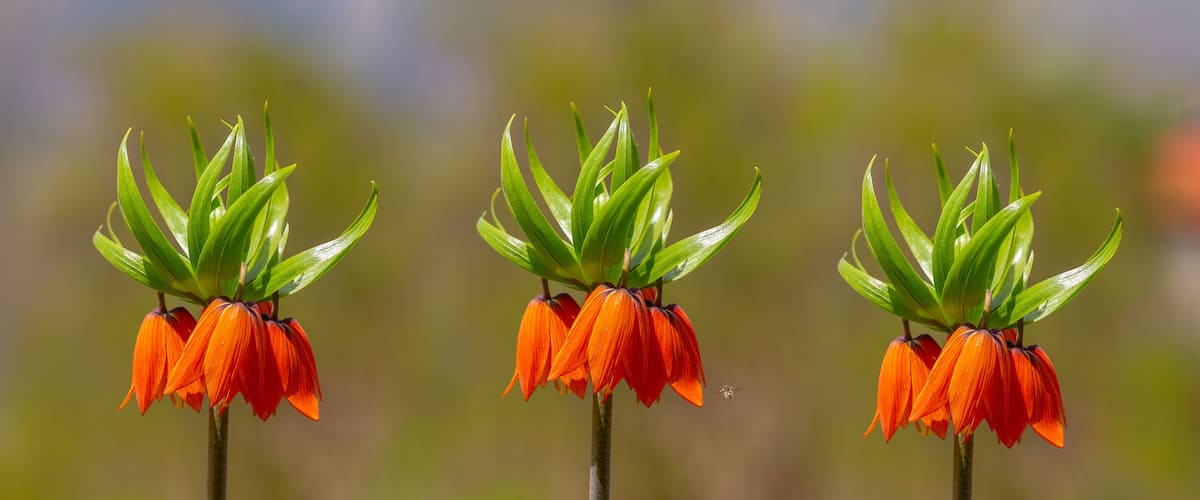 Turkish mountains in the skirts of the opposite lilies. Inverted lilies. Colorful colored tulip in the jungle. Tulip Crying ''Ters Lale'' . Cukurca, Hakkari, Turkey.
