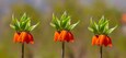 Turkish mountains in the skirts of the opposite lilies. Inverted lilies. Colorful colored tulip in the jungle. Tulip Crying ''Ters Lale'' . Cukurca, Hakkari, Turkey.