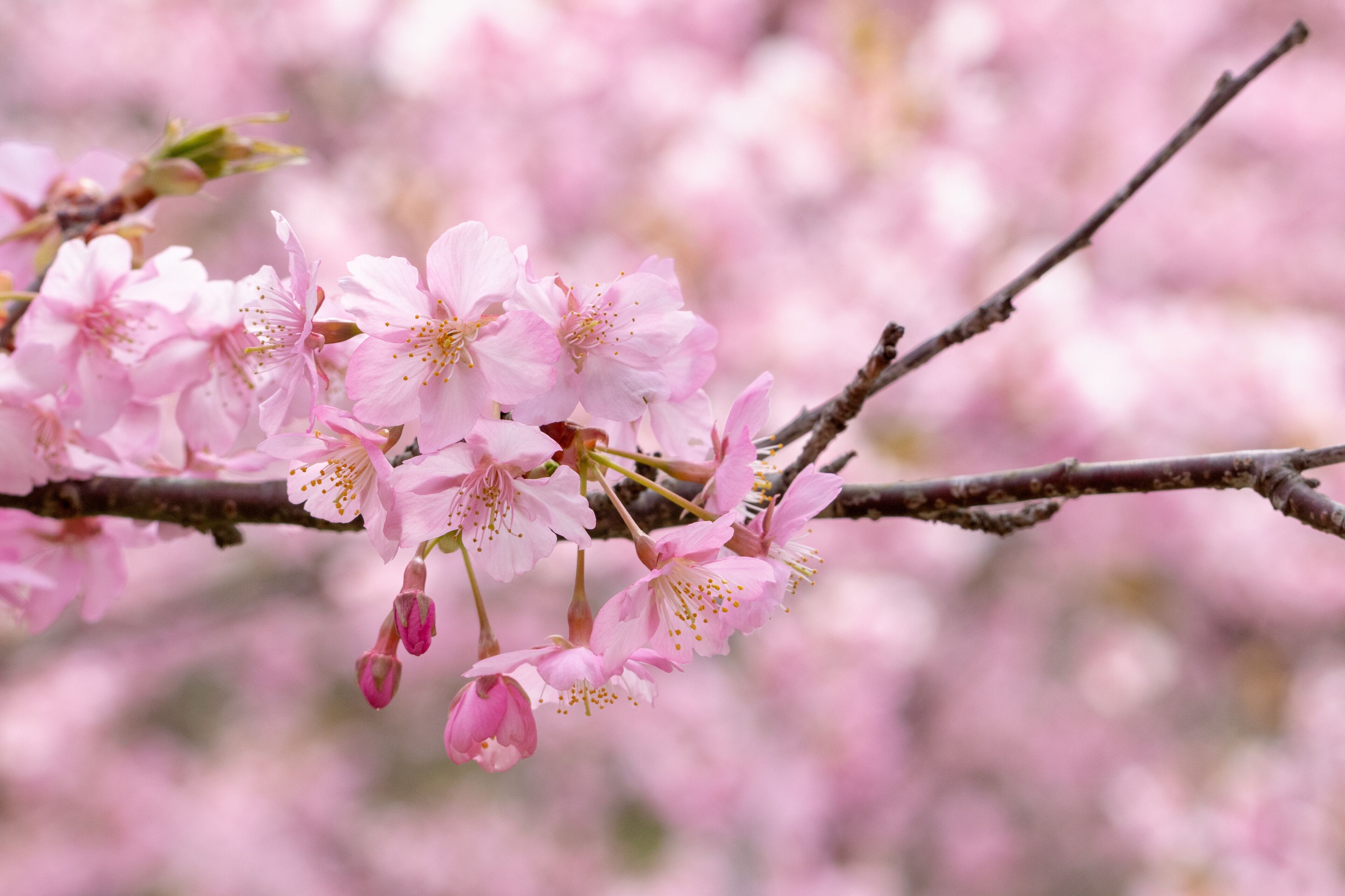 Kawazuzakura of Sakuma Dam located in Kyonan town Awa district, Chiba Prefecture, Chiba Prefecture, Japan