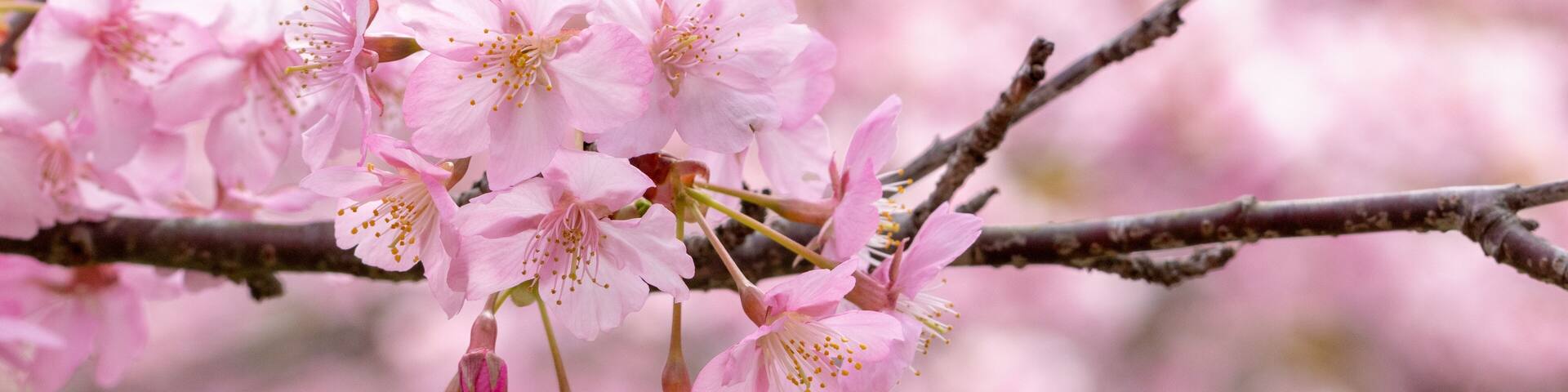 Kawazuzakura of Sakuma Dam located in Kyonan town Awa district, Chiba Prefecture, Chiba Prefecture, Japan