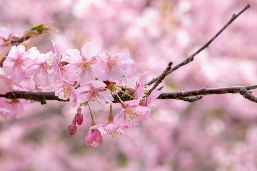 Kawazuzakura of Sakuma Dam located in Kyonan town Awa district, Chiba Prefecture, Chiba Prefecture, Japan