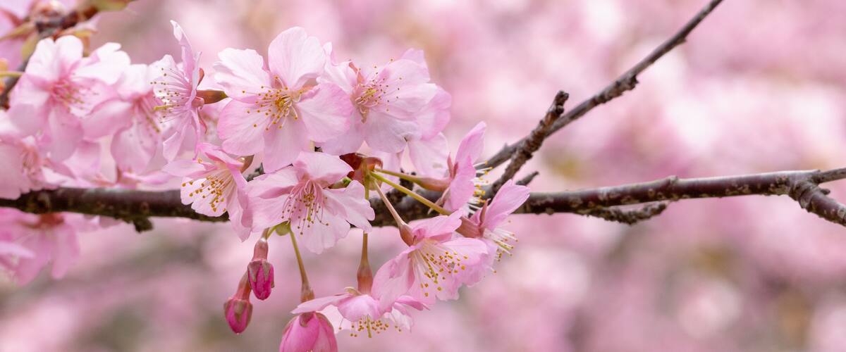 Pink cherry blossoms on a tree branch.