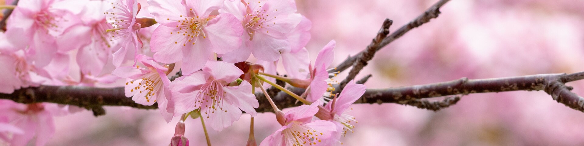 Pink cherry blossoms on a tree branch.