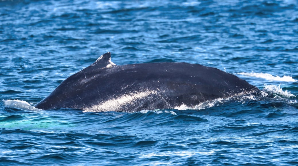 Bar Harbor, Maine USA