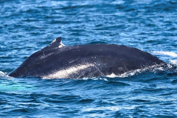 Bar Harbor, Maine USA