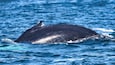 Observation des baleines à Bar Harbor