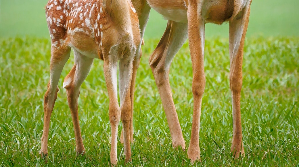 Whitetail Doe and fawn together at a wildlife sanctuary in Rome Georgia.