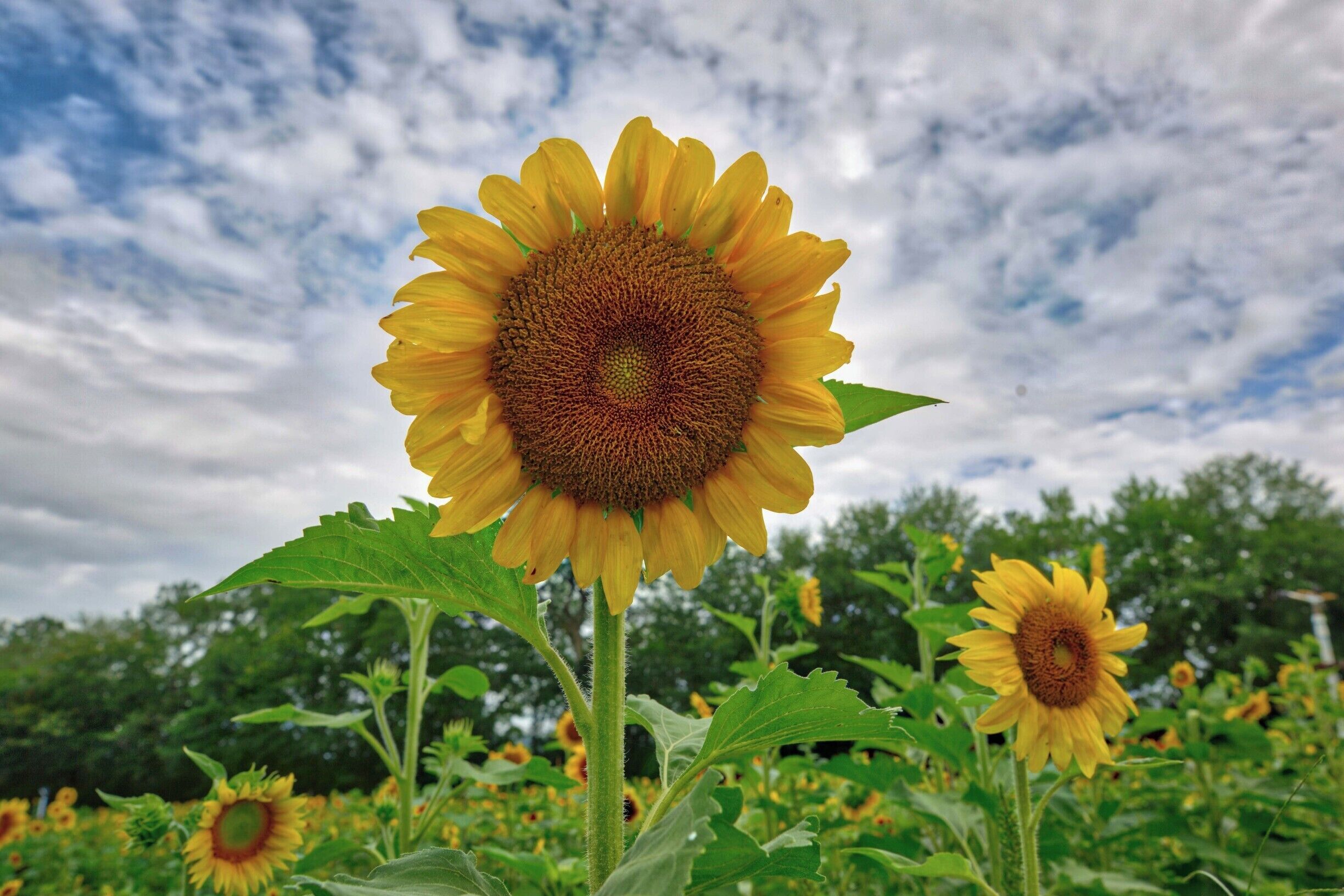 Sunflower field at Copper Creek Farms north of Atlanta in the foothills of the Appalachian Mountains. Late June/Early July, the public is allowed in to pick sunflowers and zinnias.  A great place for pics! 