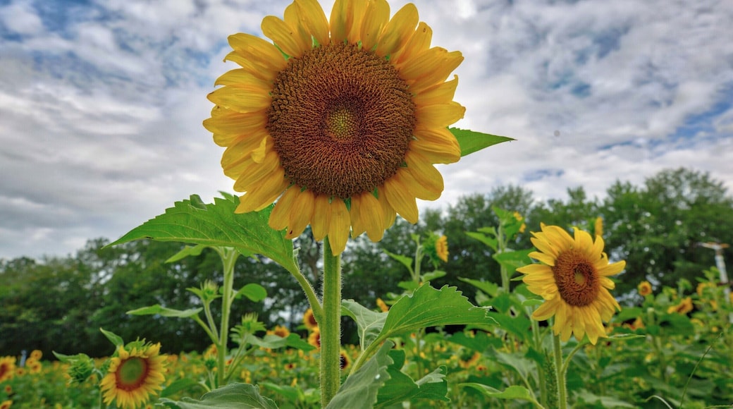 Sunflower field at Copper Creek Farms north of Atlanta in the foothills of the Appalachian Mountains. Late June/Early July, the public is allowed in to pick sunflowers and zinnias. A great place for pics!
