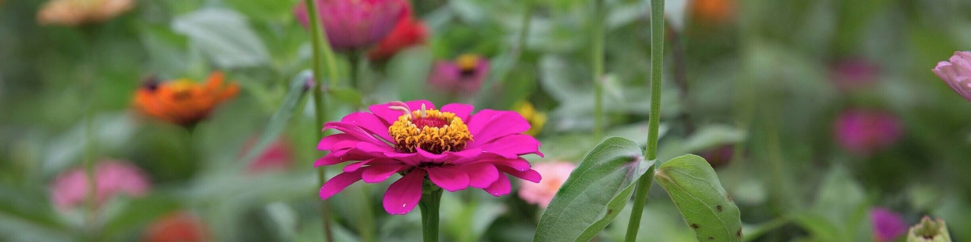 Fields of zinnias at Copper Creek Farms north of Atlanta. You can cut your own zinnias and sunflowers on the weekends at the end of June/ early July.