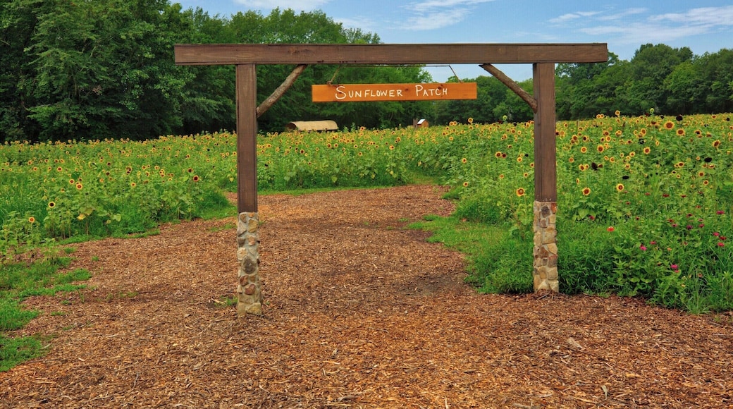 Copper Creek Farms is 1 1/2 hours north of Atlanta. At the end of June and beginning of July, the public is allowed in to pick sunflowers and zinnias. Lots of families bring their kids here for photos among the sunflowers. There are also farm animals and a kids train that encircles the fields. And they grow beautiful sunflowers!