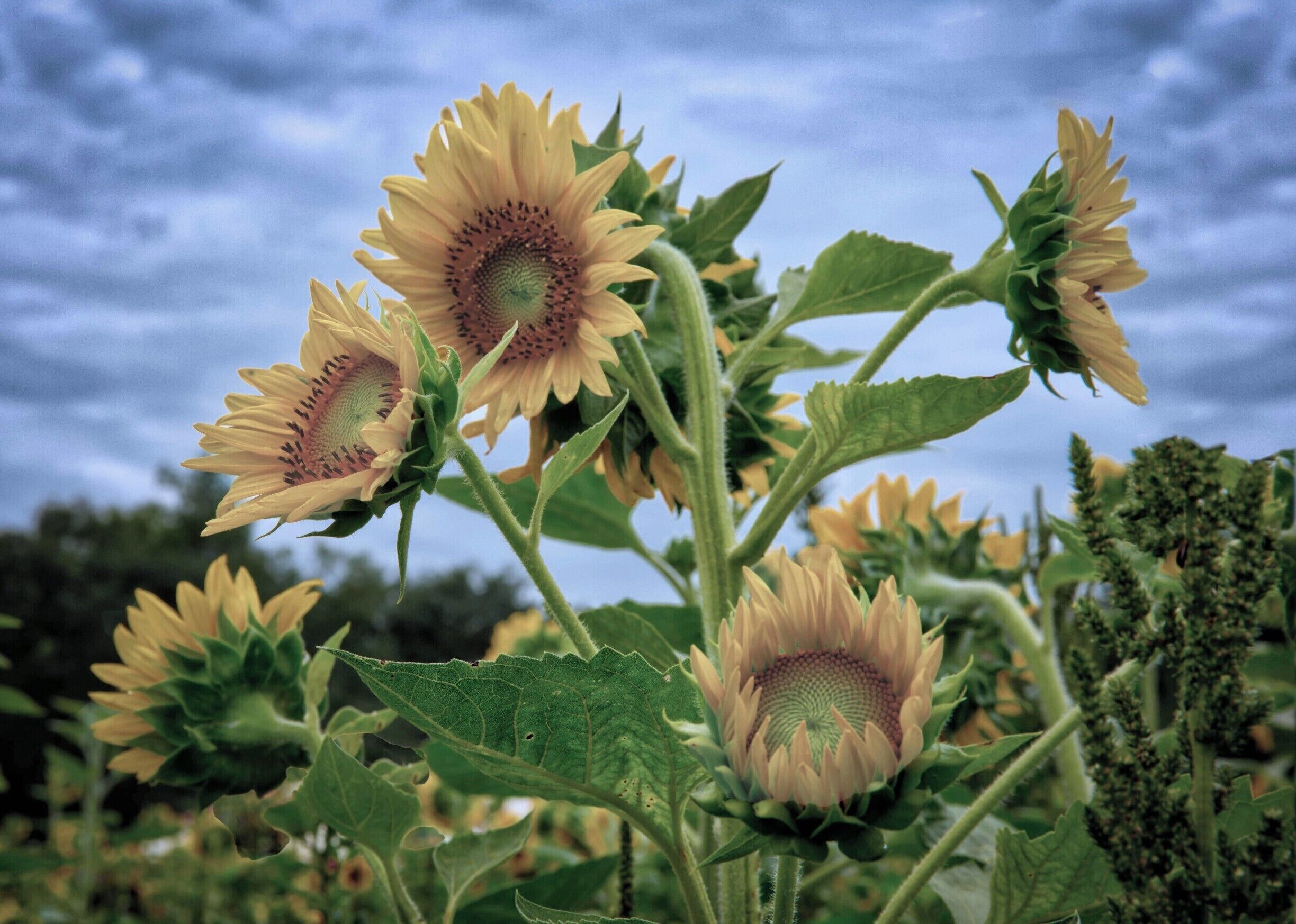 A crazy bunch of sunflowers at Copper Creek Farm north of Atlanta in the foothills of the Appalachians. The public is allowed in to cut sunflowers and zinnias in late June/ early July.  
