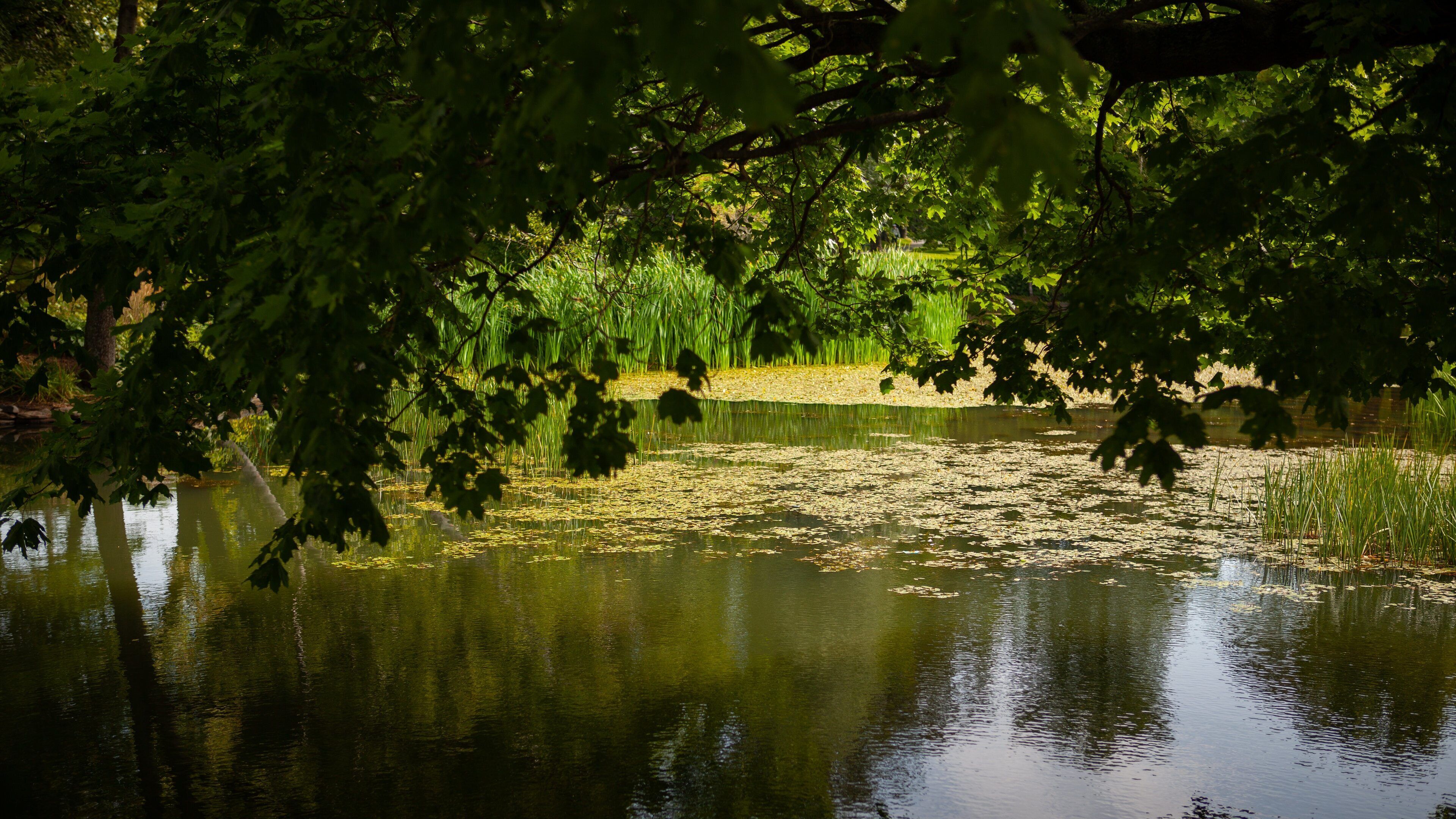 Halifax Public Gardens featuring a pond