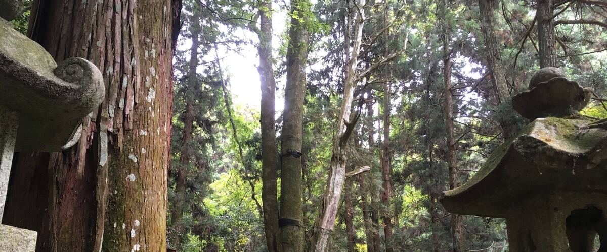 A serene forest with stone structures and a large tree trunk.