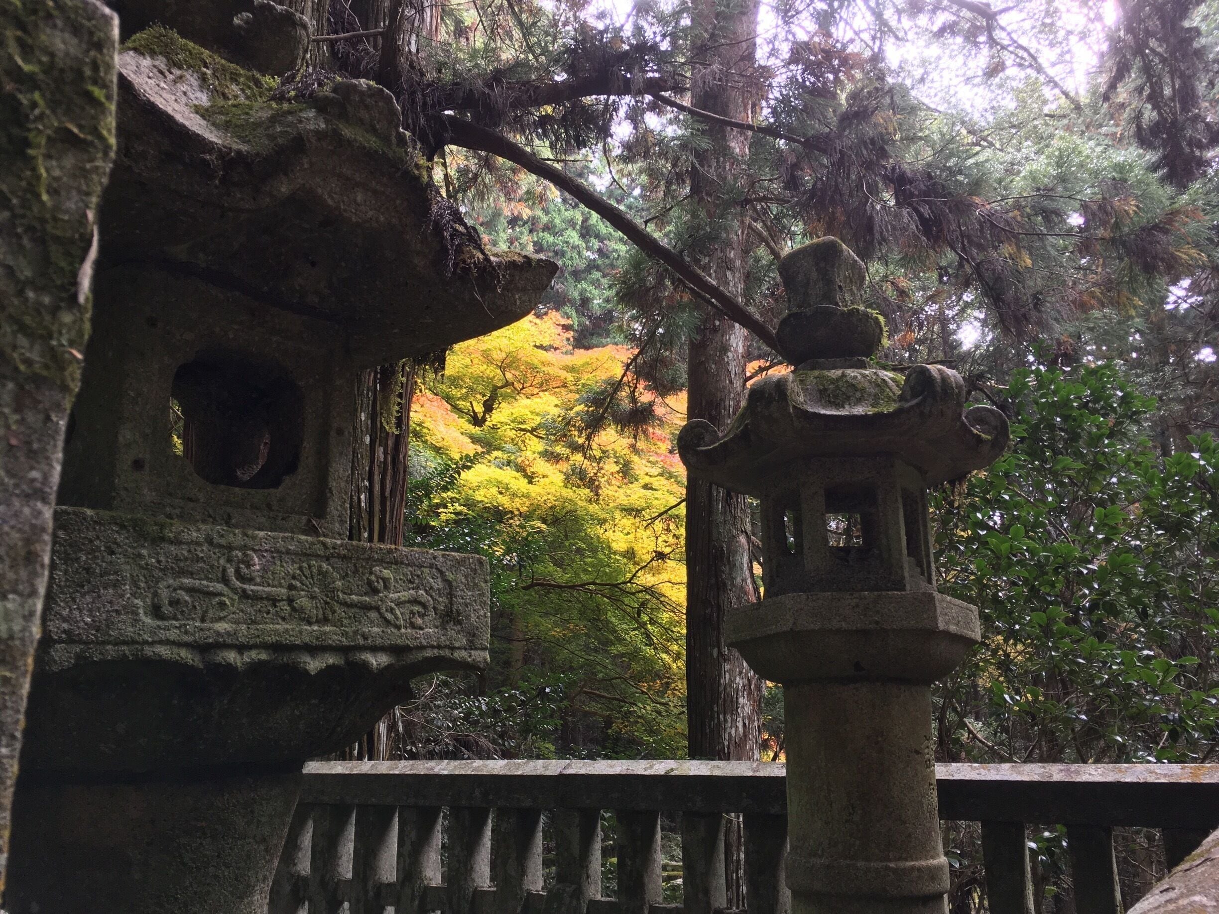 The old stone lantern and autumn leaves that can be seen in the back.
Things that have stopped and trees that keep living for a long time.