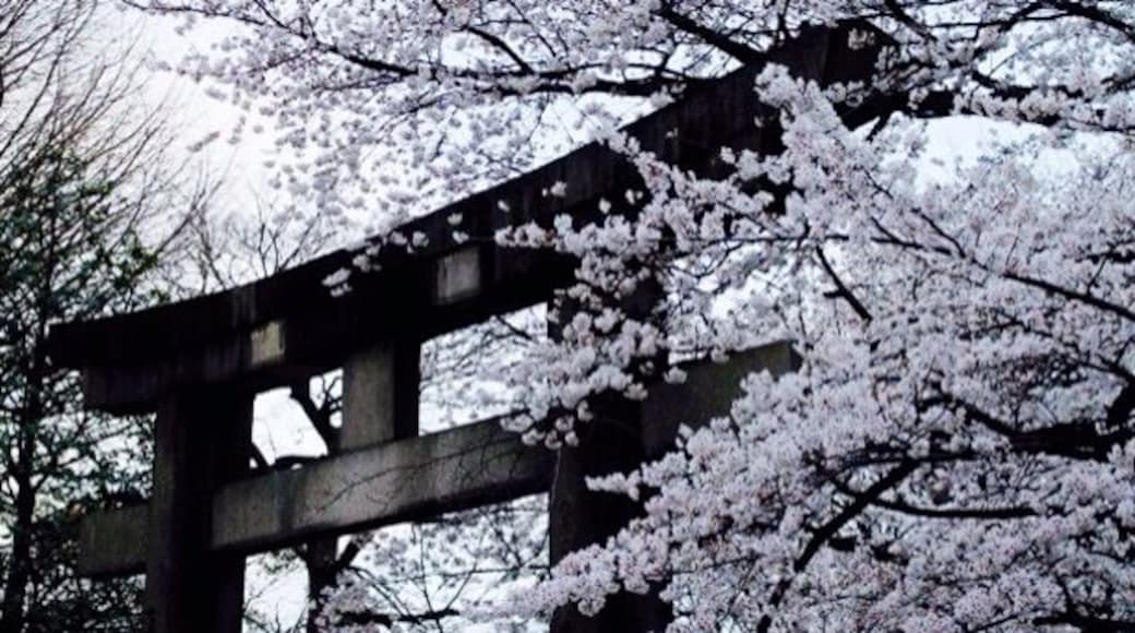 Planning a trip for the Sakura is a lottery unless you've got copious amounts of time or you live there. Some times you get lucky!