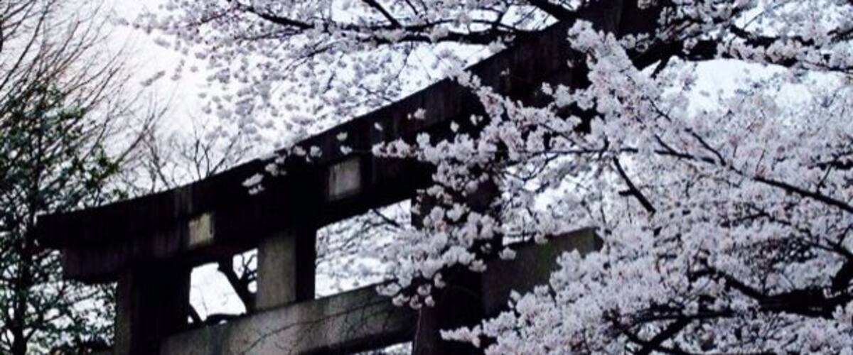 Planning a trip for the Sakura is a lottery unless you've got copious amounts of time or you live there. Some times you get lucky!