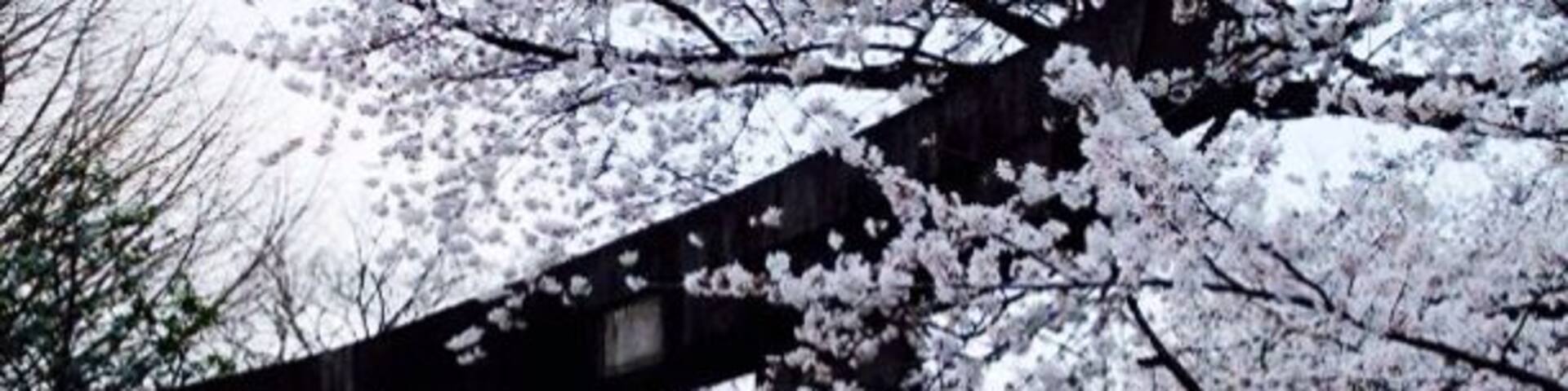 Planning a trip for the Sakura is a lottery unless you've got copious amounts of time or you live there. Some times you get lucky!