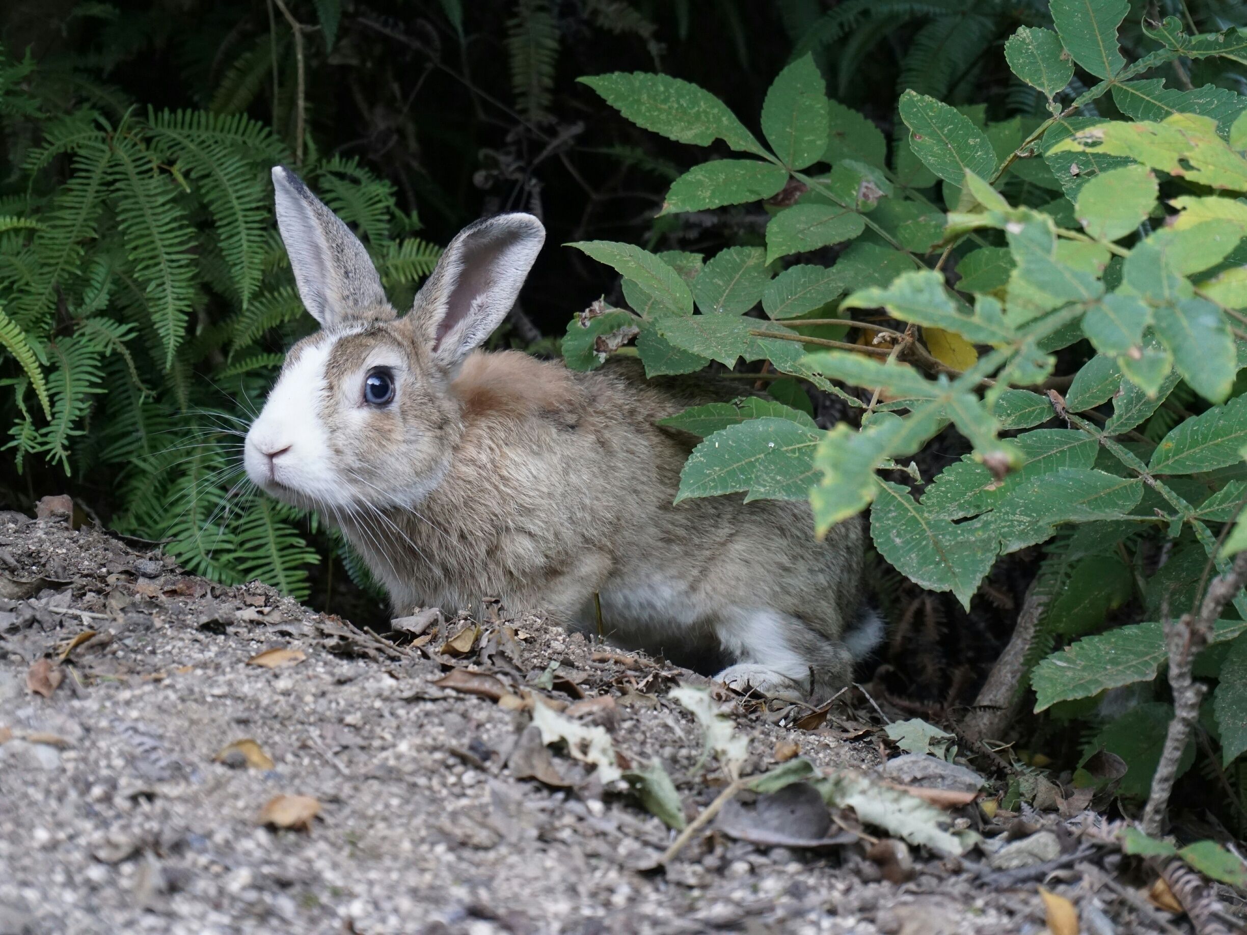 Okunoshima is an island in the Seto Inland Sea, also known as Rabbit Island.

It's become a popular destination lately for both rabbit lovers and old ruin hunters, which this island has plenty of. There are rabbits EVERYWHERE and most are very friendly. People bring carrots and cabbages (or you can buy rabbit food on the island) and enjoy feeding the wild rabbits. The higher you climb the island (they really are everywhere) the more shy the rabbits are.

The ruins around the island are old poison gas research facilities that were used during the war. They are now overrun by plants and rabbits.

You can learn more about the island in their poison gas museum.

Location: There is a ferry that comes to the island from both Hiroshima prefecture and Omishima island (Ehime prefecture). Perfect for a day trip!

#Animal #Rabbit #Island #Hiroshima #Japan