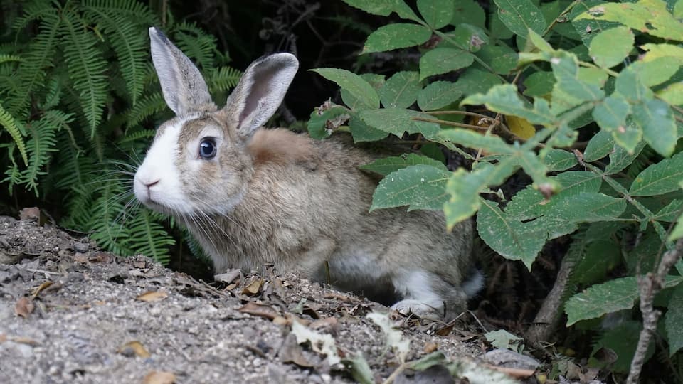 Okunoshima is an island in the Seto Inland Sea, also known as Rabbit Island.
It's become a popular destination lately for both rabbit lovers and old ruin hunters, which this island has plenty of. There are rabbits EVERYWHERE and most are very friendly. People bring carrots and cabbages (or you can buy rabbit food on the island) and enjoy feeding the wild rabbits. The higher you climb the island (they really are everywhere) the more shy the rabbits are.
The ruins around the island are old poison gas research facilities that were used during the war. They are now overrun by plants and rabbits.
You can learn more about the island in their poison gas museum.
Location: There is a ferry that comes to the island from both Hiroshima prefecture and Omishima island (Ehime prefecture). Perfect for a day trip!
#Animal #Rabbit #Island #Hiroshima #Japan