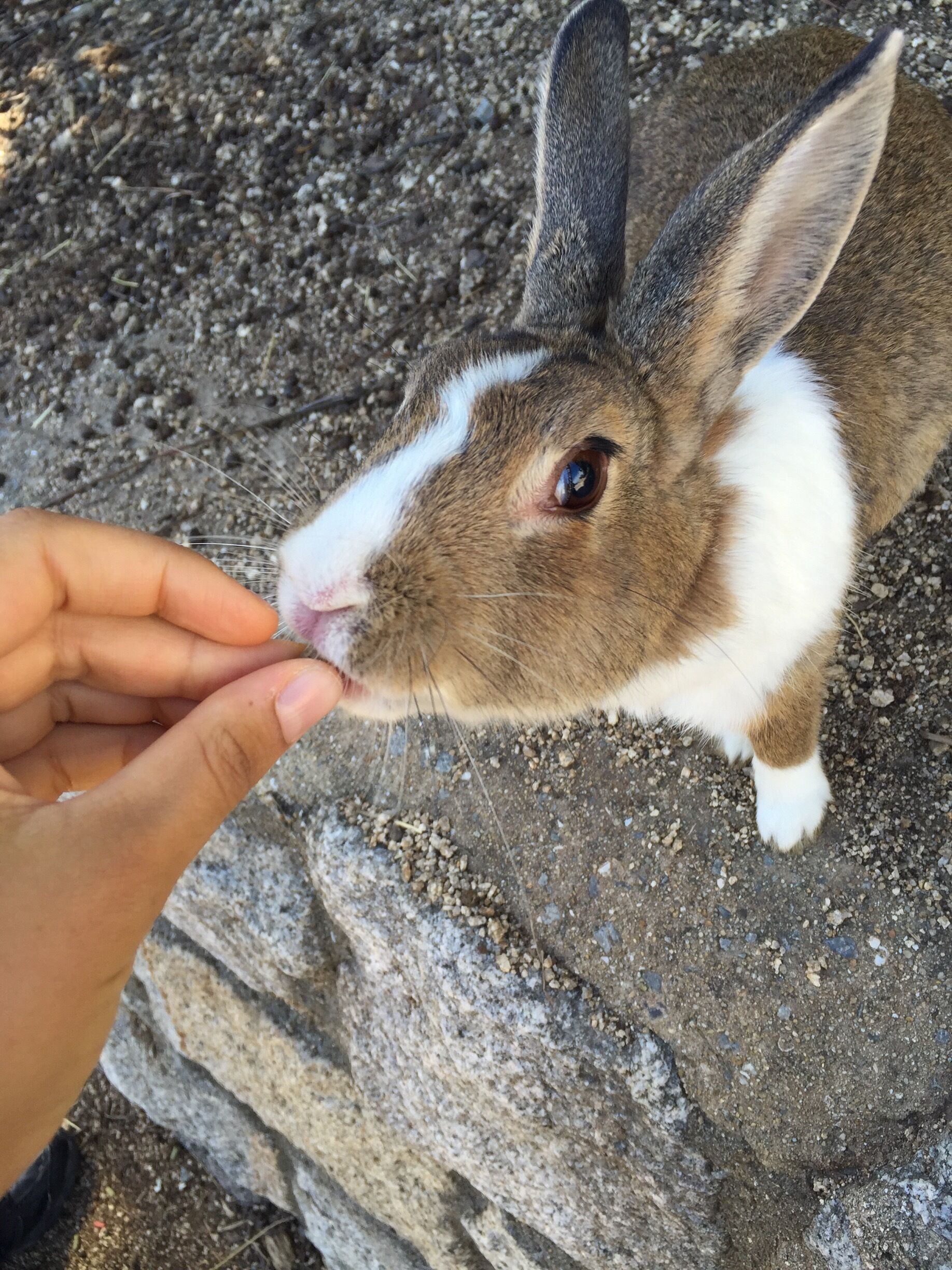 Rabbit Island is literally an island full of bunnies hopping around. You must take a ferry to get in, then you greeted by tons of rabbits that you can feed and play with 
