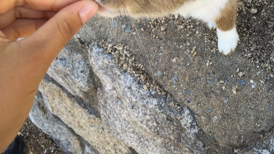 Rabbit Island is literally an island full of bunnies hopping around. You must take a ferry to get in, then you greeted by tons of rabbits that you can feed and play with
