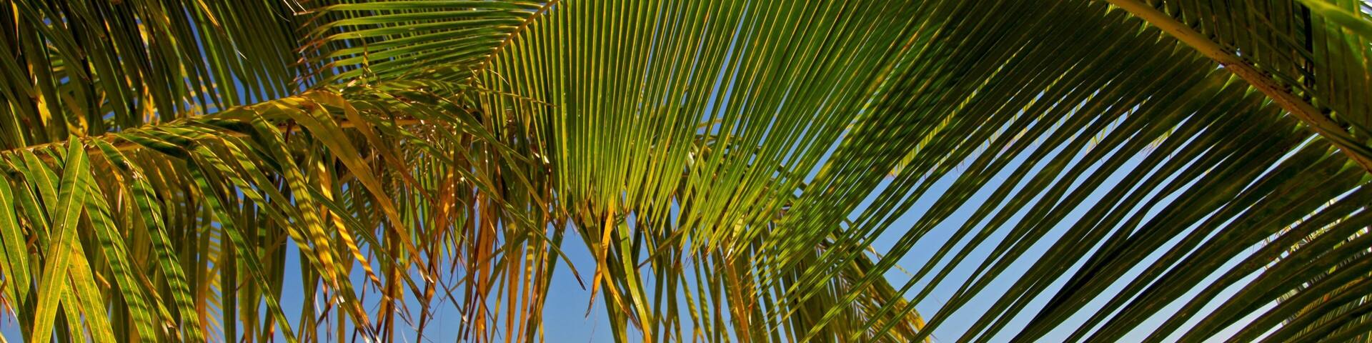 Serene coastal view of Naviti Island in Fiji with clear waters and palm fronds
