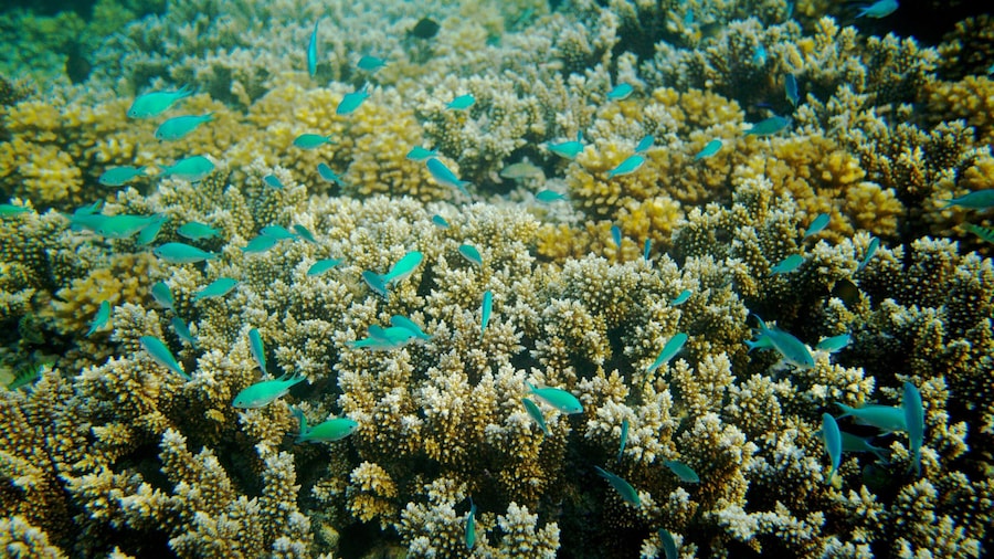 Colorful fish swimming among vibrant coral reefs in Naviti Island, Fiji during a sunny afternoon