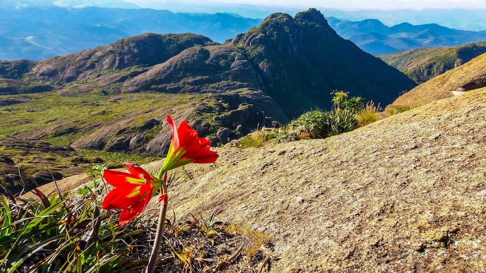 A red flower on a rocky hillside with mountains in the background.