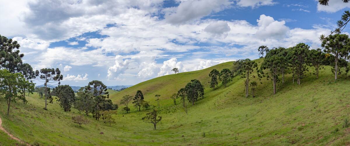 A grassy hillside with scattered trees and a clear sky.
