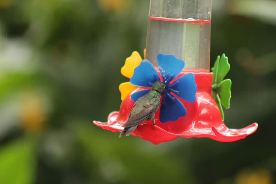 Un colibri s’est posé sur un distributeur de nourriture pour oiseaux aux couleurs vives, orné de fleurs rouges, bleues et jaunes.