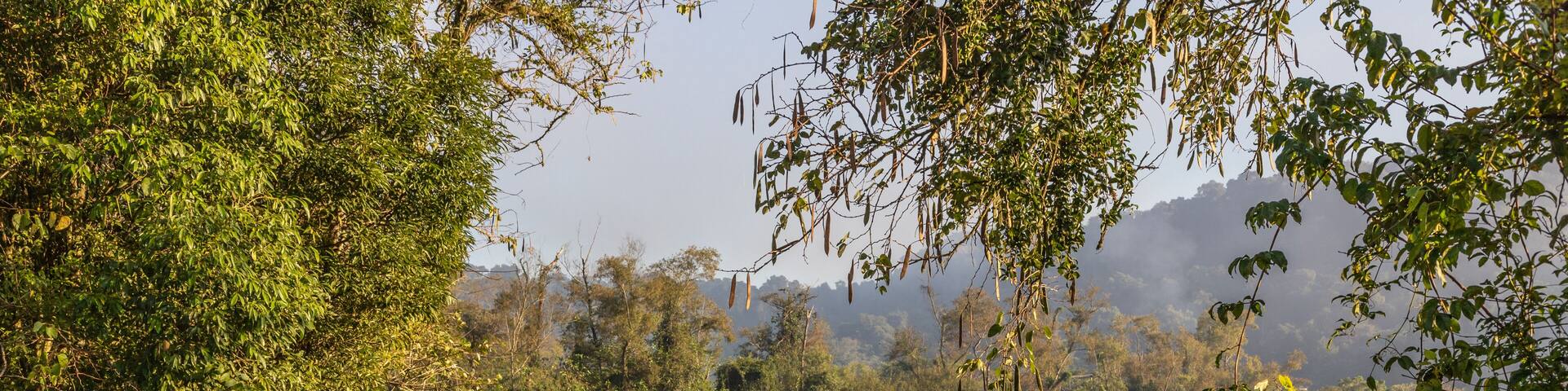 Farm gate and field with forest at sunrise