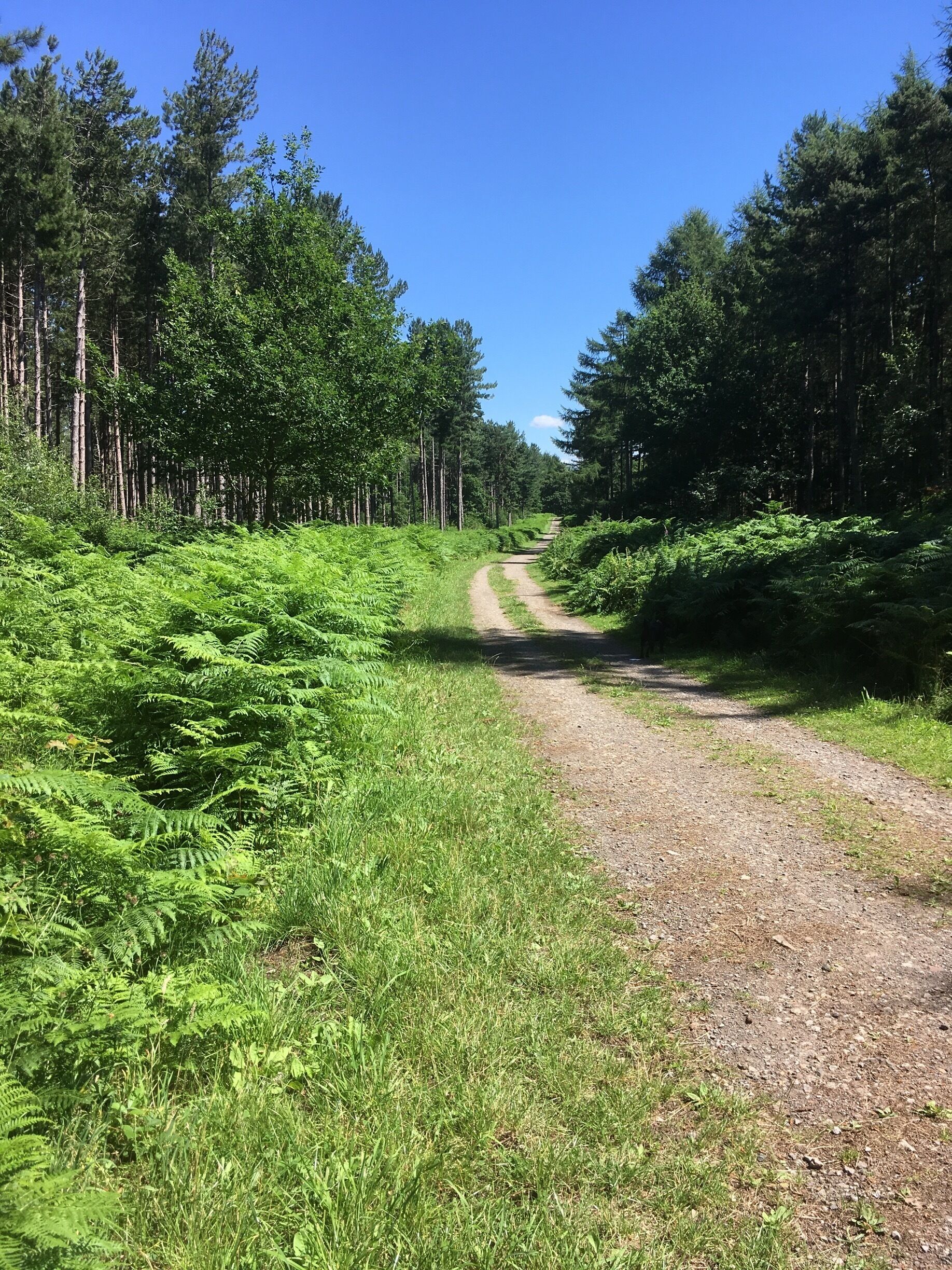 Beautiful countryside with lots to see swans,robins squirrels etc short walks or long ( pennine trail )