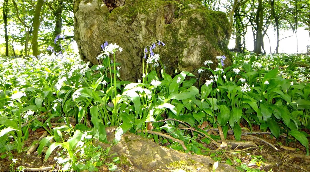 Beautiful woodland walks through the park ending in fantastic views across the gloucestershire countryside. Dogs welcome. #nationaltrust #gloucestershire