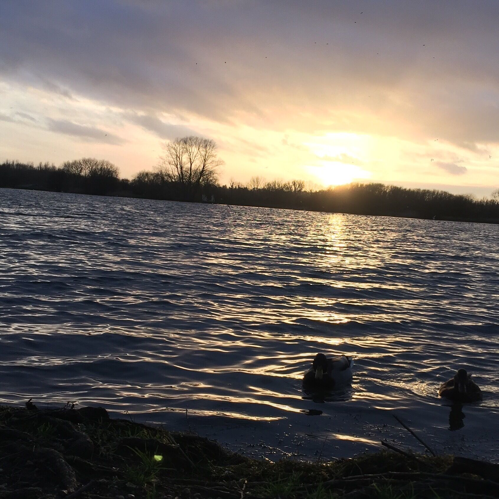 Lovely place for a family walk to feed the ducks. 
#waterlust #ducks #outdoors #trees #water #lake #colour #feedingtheducks #familywalk #kidsfun #sunset #goldenhour