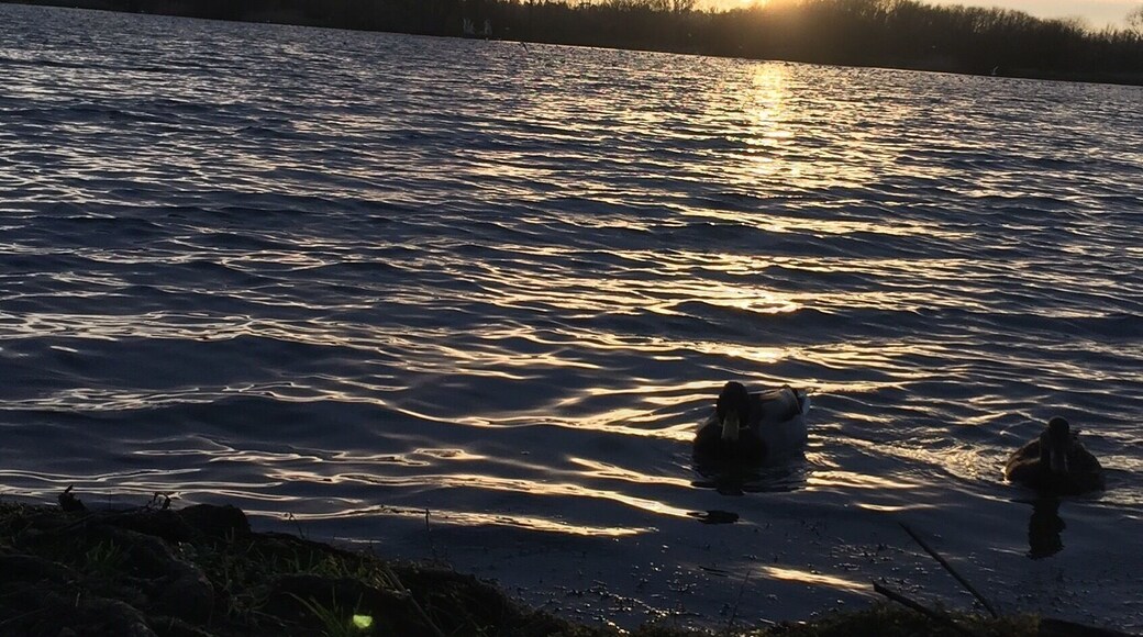 Lovely place for a family walk to feed the ducks.
#waterlust #ducks #outdoors #trees #water #lake #colour #feedingtheducks #familywalk #kidsfun #sunset #goldenhour