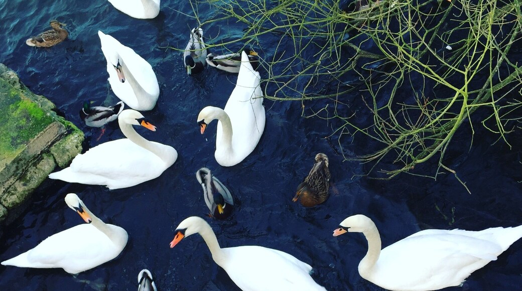 Lovely place for a family walk to feed the ducks.
#waterlust #swans #ducks #outdoors #trees #water #lake #colour #feedingtheducks #parks #familywalk #kidsfun