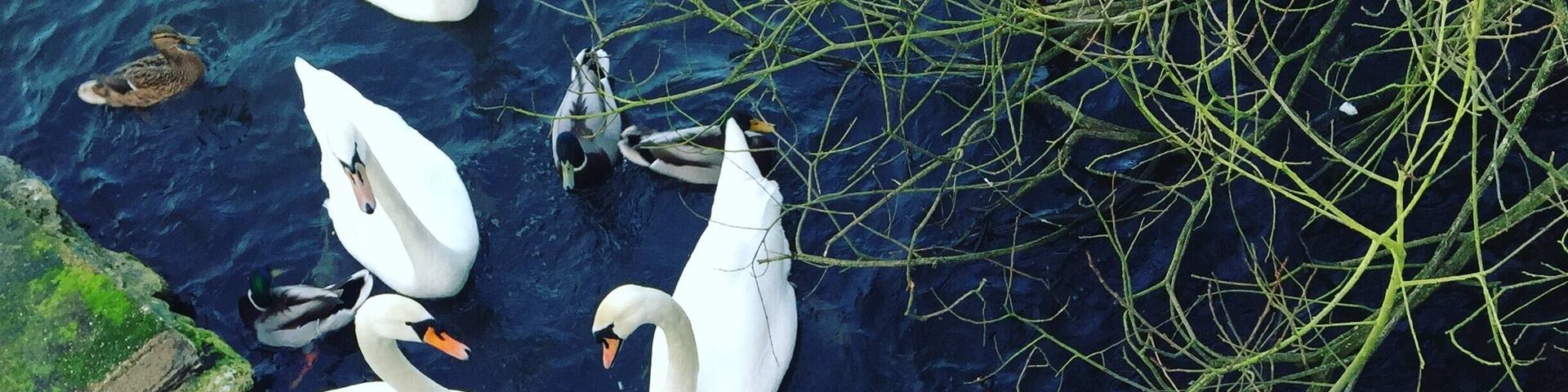 Lovely place for a family walk to feed the ducks.
#waterlust #swans #ducks #outdoors #trees #water #lake #colour #feedingtheducks #parks #familywalk #kidsfun