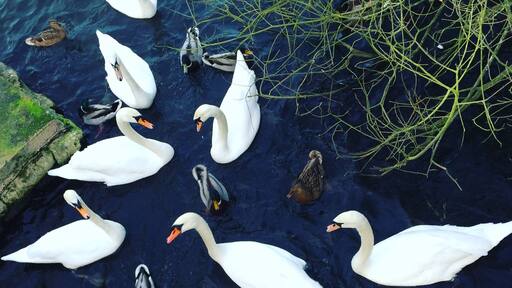 Lovely place for a family walk to feed the ducks.
#waterlust #swans #ducks #outdoors #trees #water #lake #colour #feedingtheducks #parks #familywalk #kidsfun