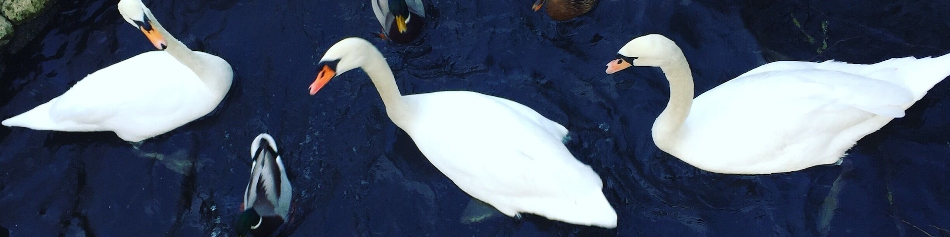 Lovely place for a family walk to feed the ducks.
#waterlust #swans #ducks #outdoors #trees #water #lake #colour #feedingtheducks #parks #familywalk #kidsfun