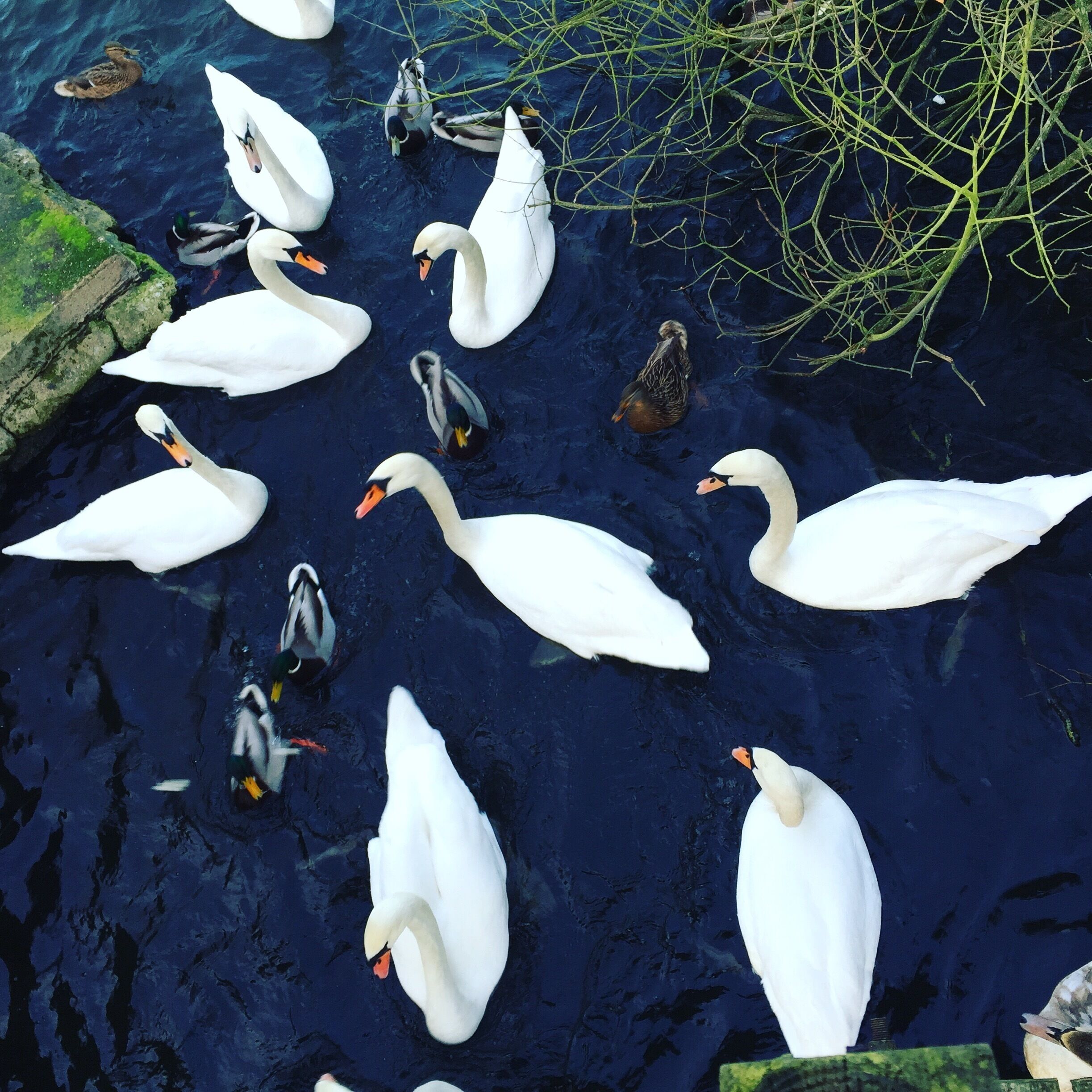 A group of swans and ducks swimming in a body of water.