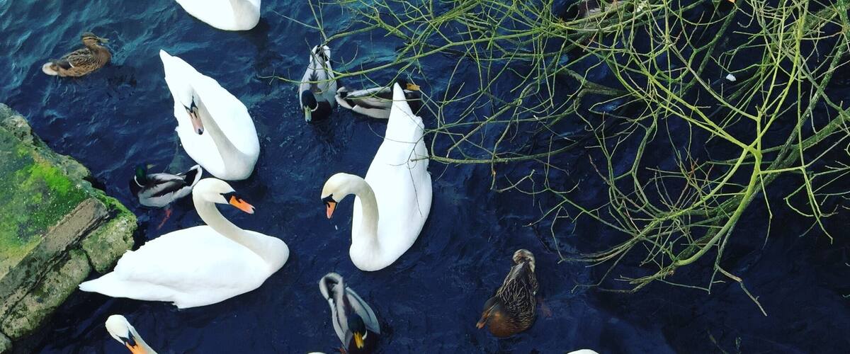 A group of swans and ducks swimming in a body of water.