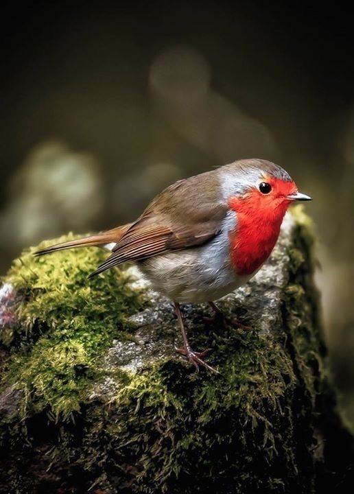 This fellow caused me to fall into a stream as he curiously came closer and closer. This was just before my baptism ha ha!